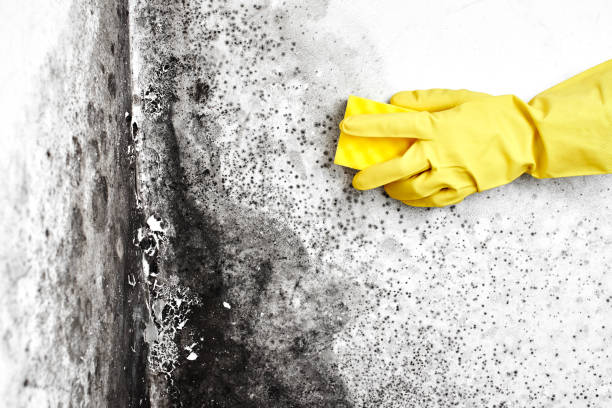 Best Basement Mold Removal  in Hallandale Beach, FL